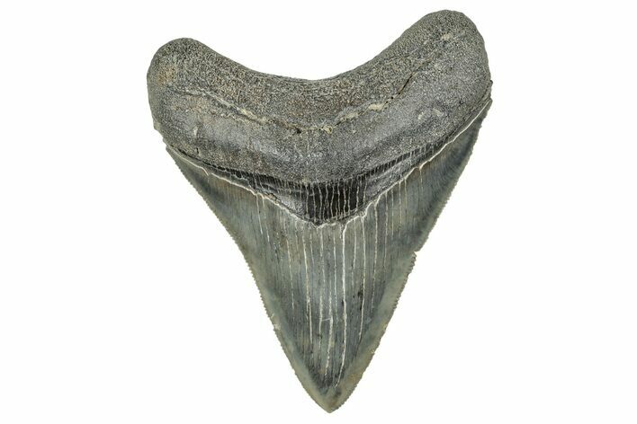 Serrated, Fossil Megalodon Tooth - South Carolina #327567